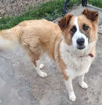 PILNIE potrzebny nowy domek dla Beni