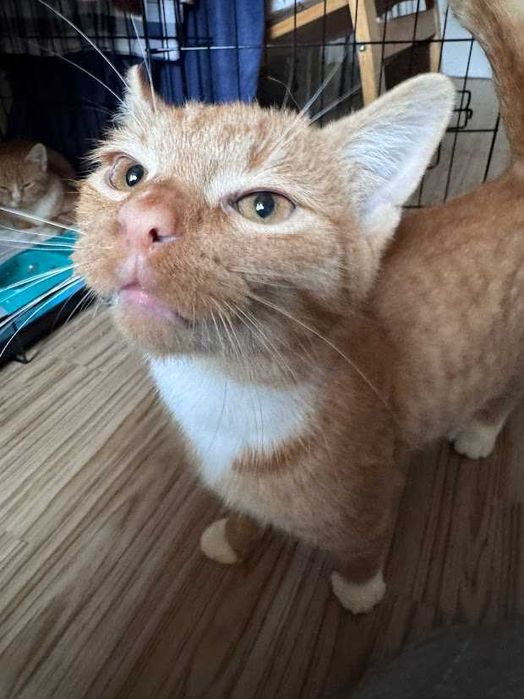 SIMBA - 6 miesięczny proludzki rudy kocurek szuka domku!