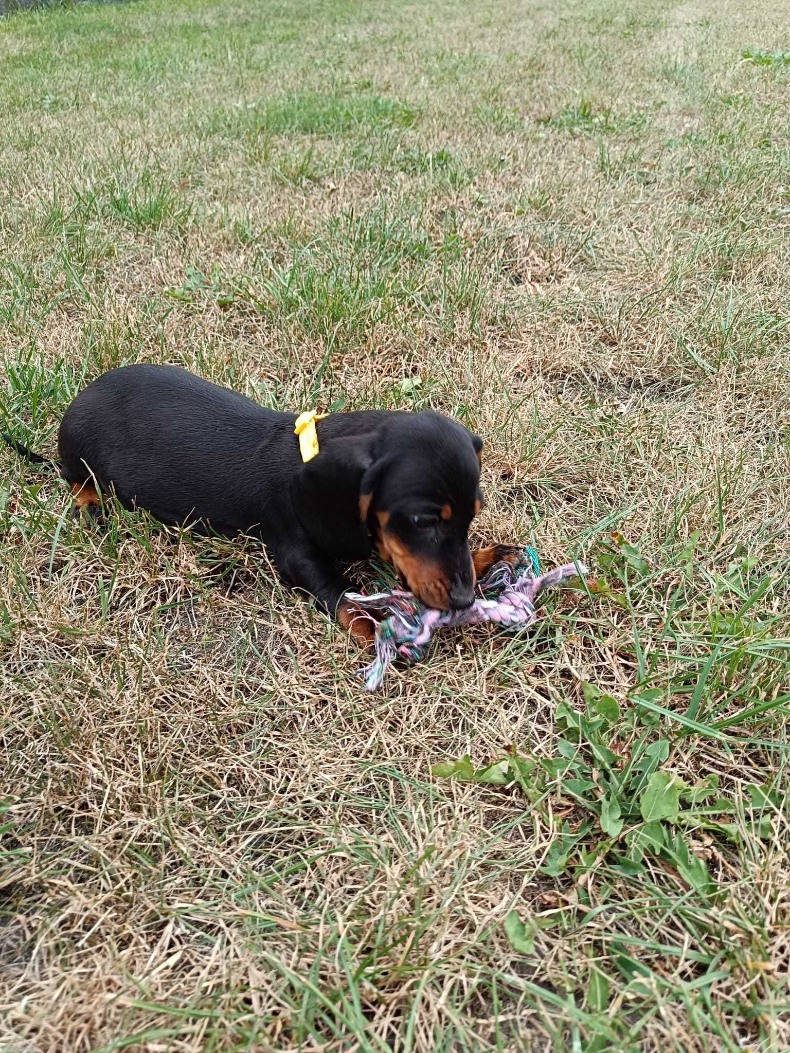 Jamnik miniatura Piesek do odbioru ! Czarny podpalany