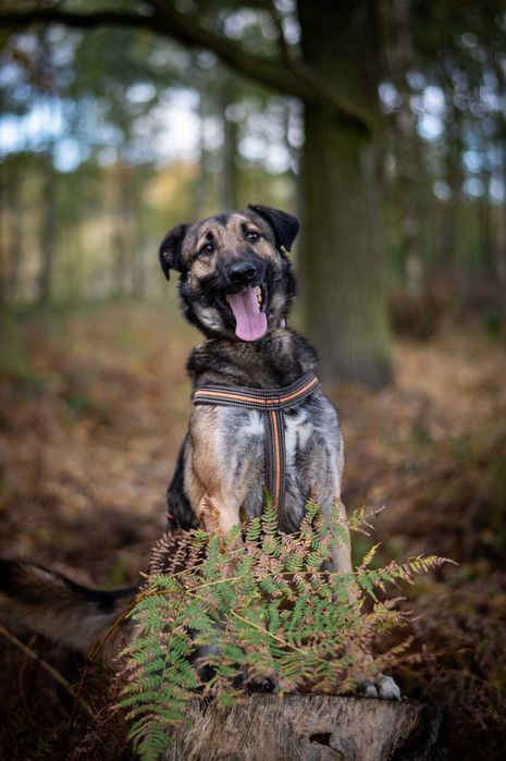 Szyszek – mądry, wierny pies szuka spokojnego domu