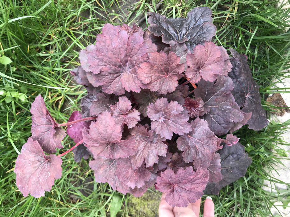 Гейхери сортові в наявності