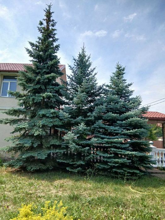 Голубая ель, пихта.