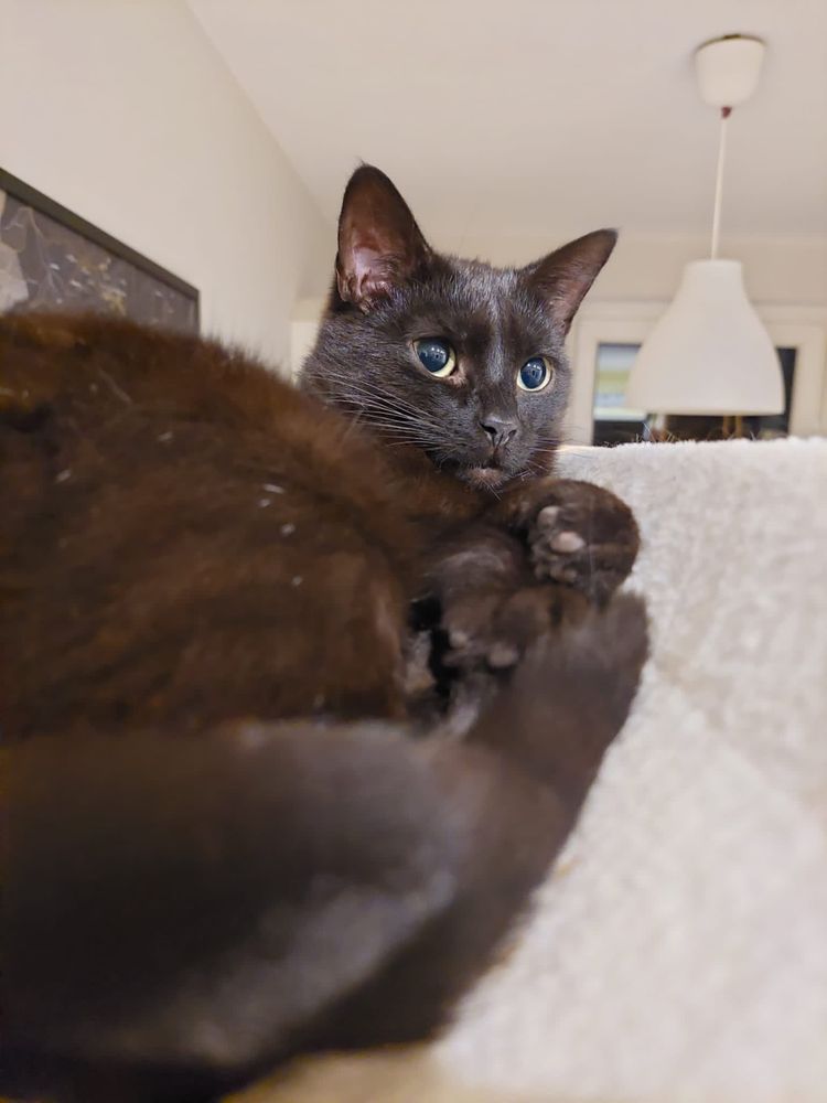 Aura- półtoraroczna koteczka szuka dobrego domu