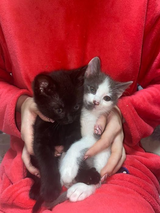 Віддаю безкоштовно котенят