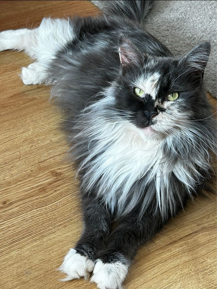 Aisza Kotka Maine Coon