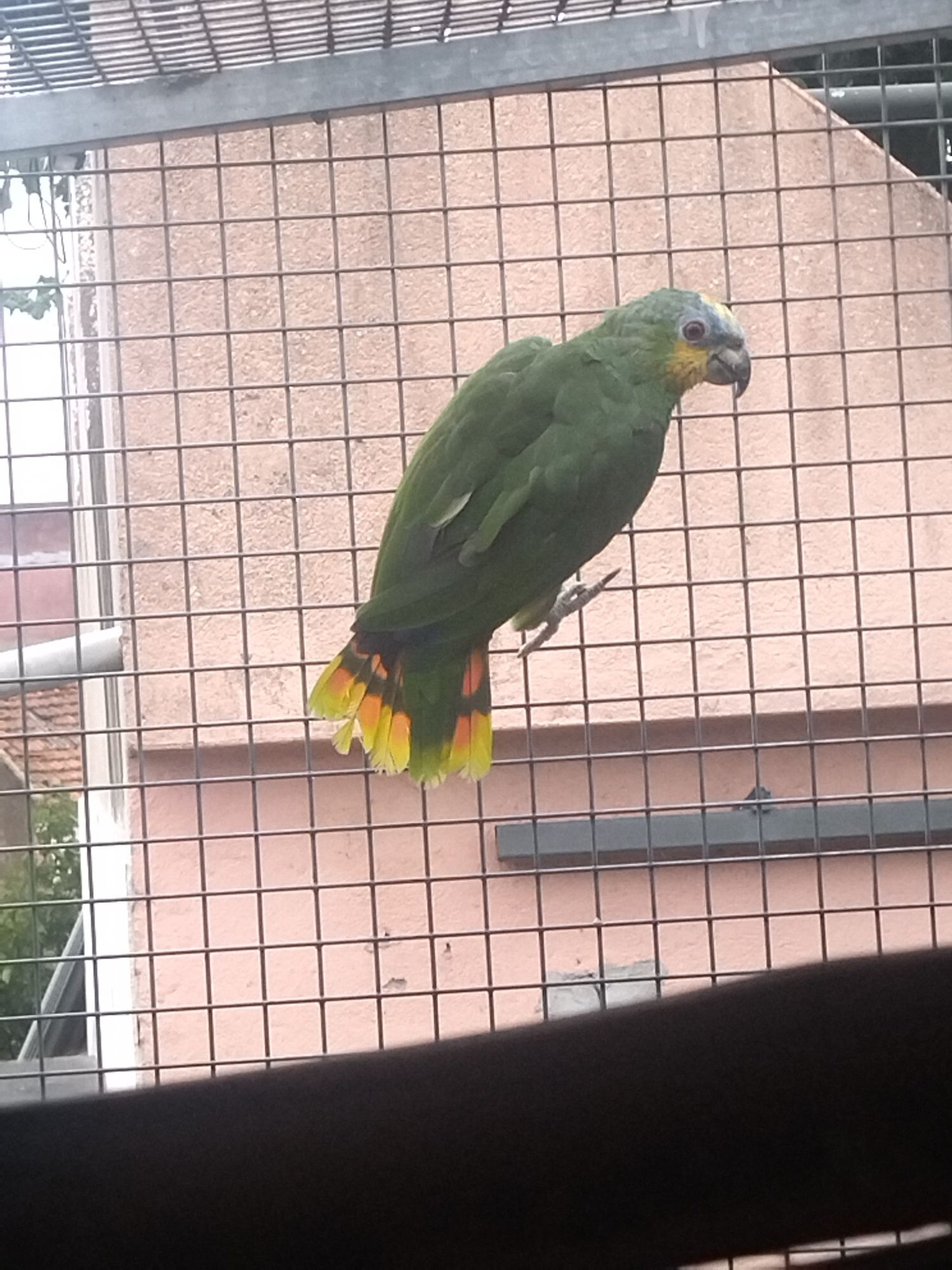 Papagaios  Amazônica