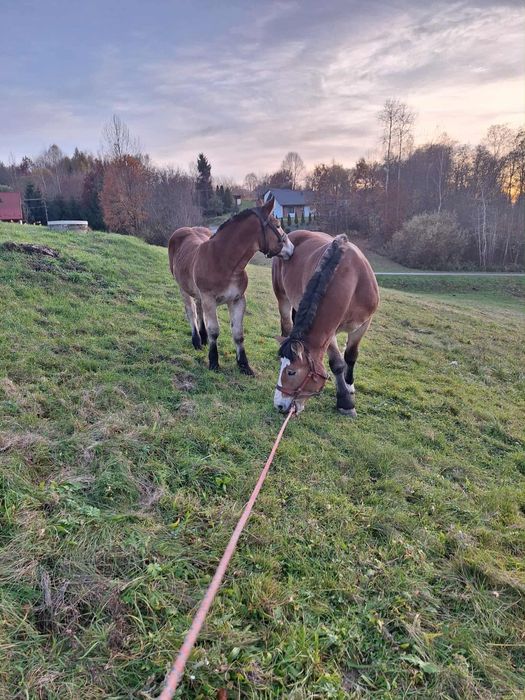 Klacz zimnokrwista z źrebica