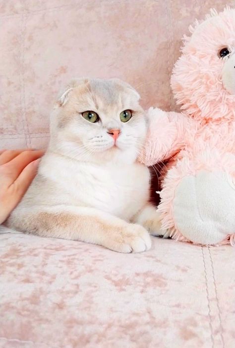 Висловухий хлопчик красунчик шотландик