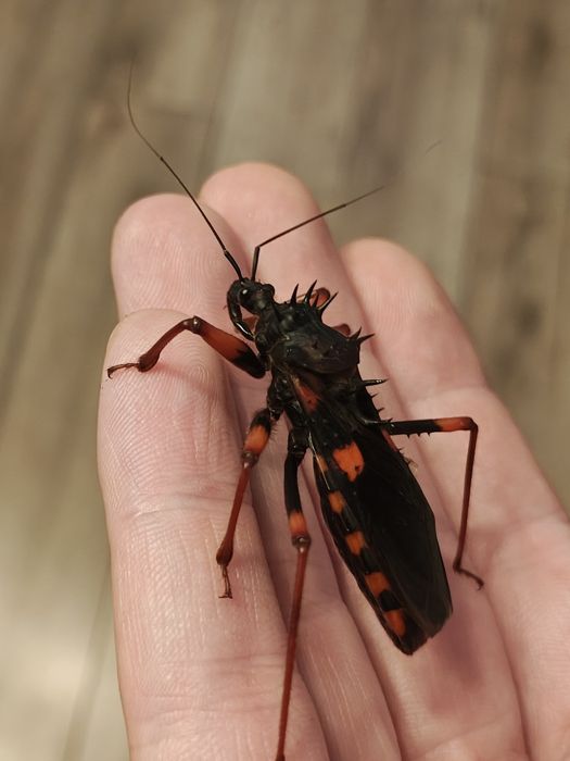 Owad Psyttala horrida pluskwiak drapieżny