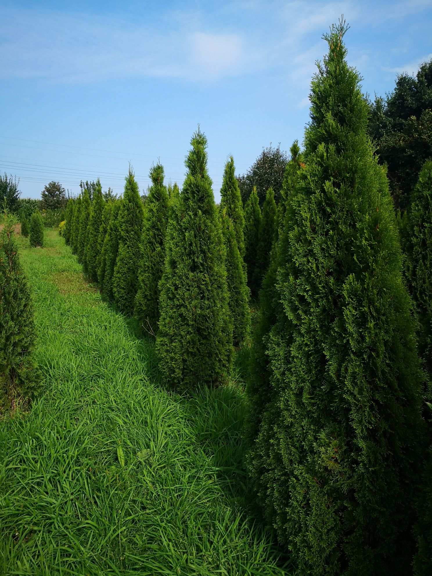 Thuja Szmaragd smaragd Żywotnik Zachodni 180, 200, 220, 240cm