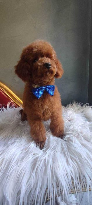 Cavapoo > piesek > rezerwacja .