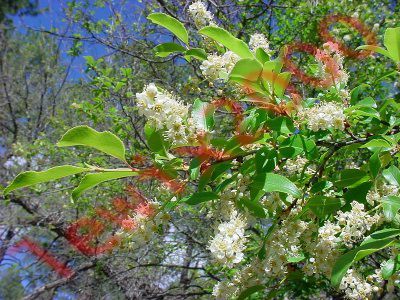 CZEREMCHA AMERYKAŃSKA - sadzonki w doniczkach
