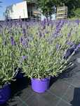 Lawenda aromatico blue