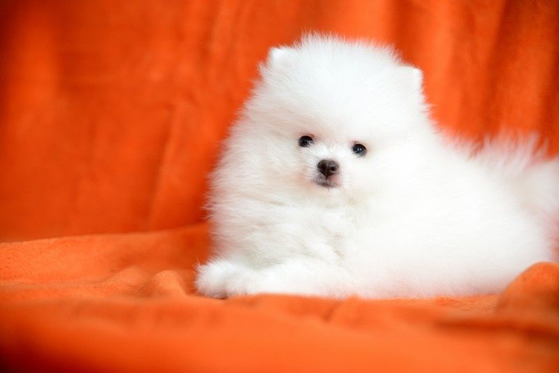 Pomeranian chłopak jasny krem