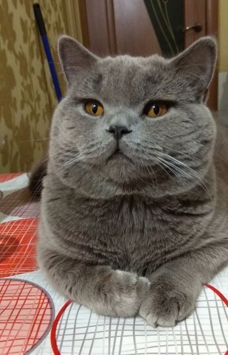 Гарний котик на вязку