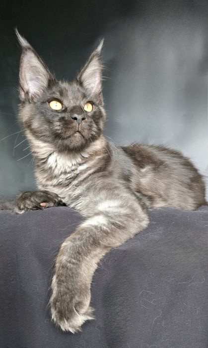 Мейн-кун чорний дим