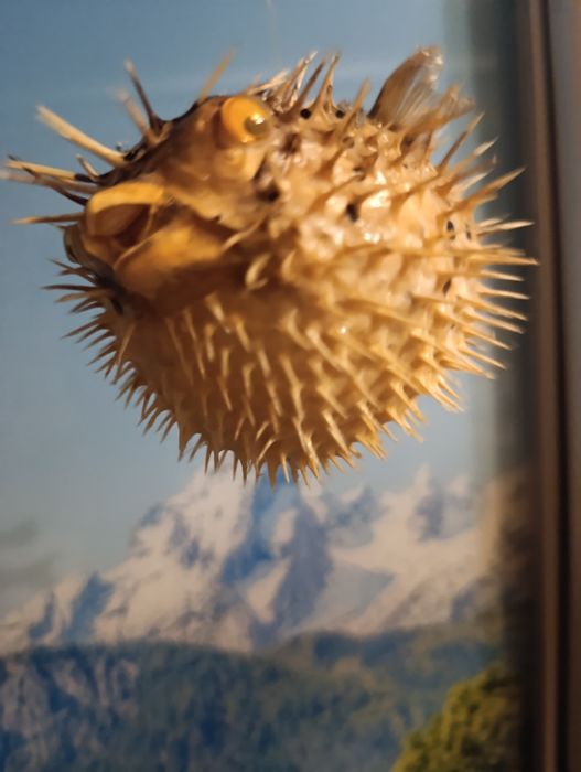 Фугу , рыба еж , сувенир