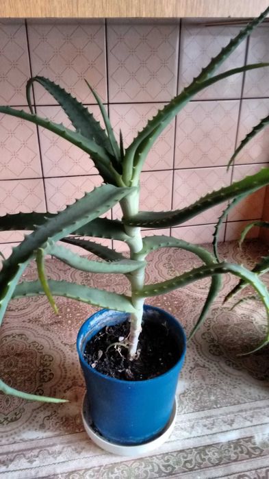 Aloes leczniczy-duże rośliny czteroletnie