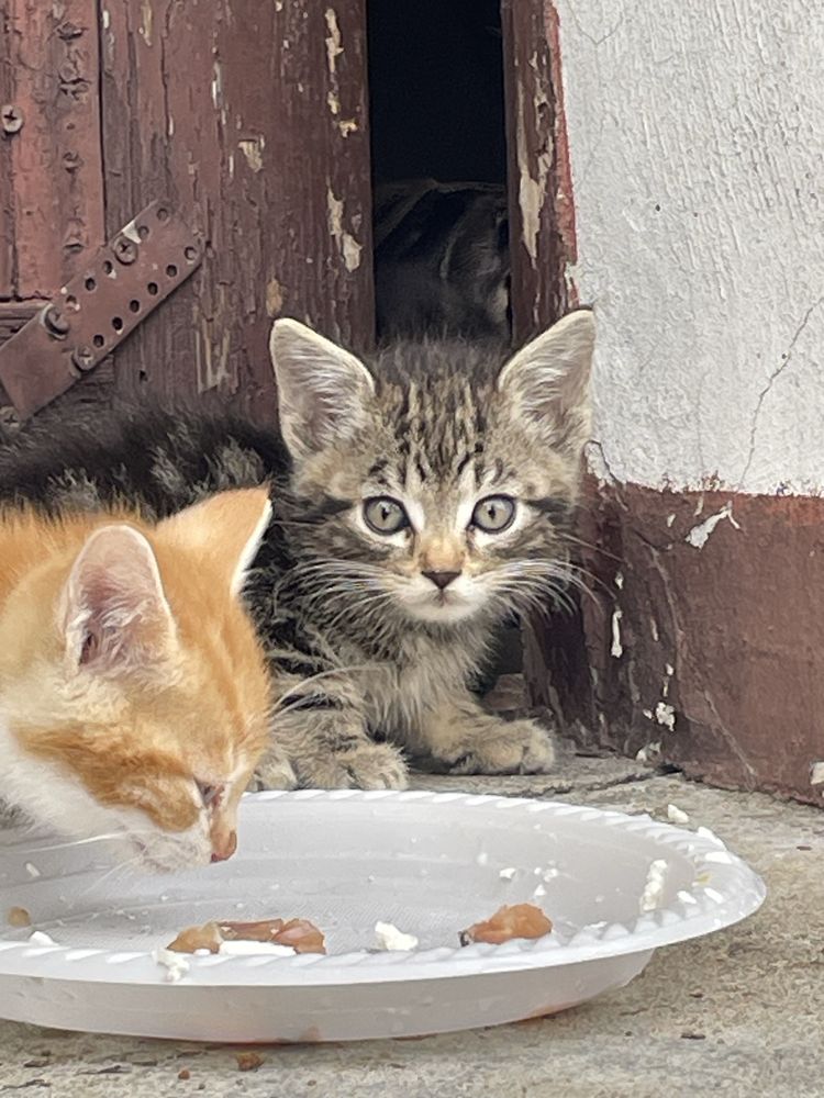 Malutkie Kotki do adopcji