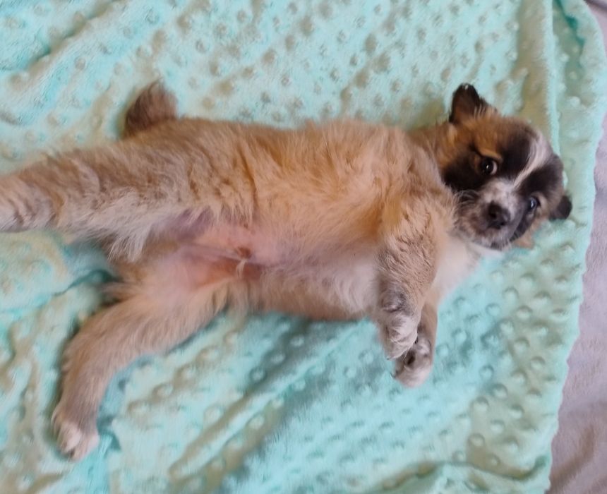 Puchaty Mały Nieśmiałek szczeniaczek