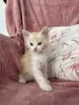 Kocur Maine Coon Gustaw