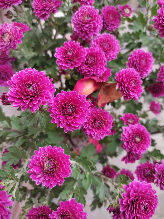 Мультифлора осіння