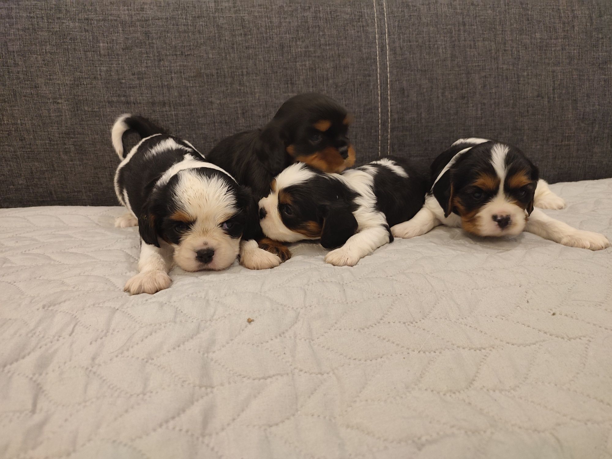 Cavalier King Charles Spaniel