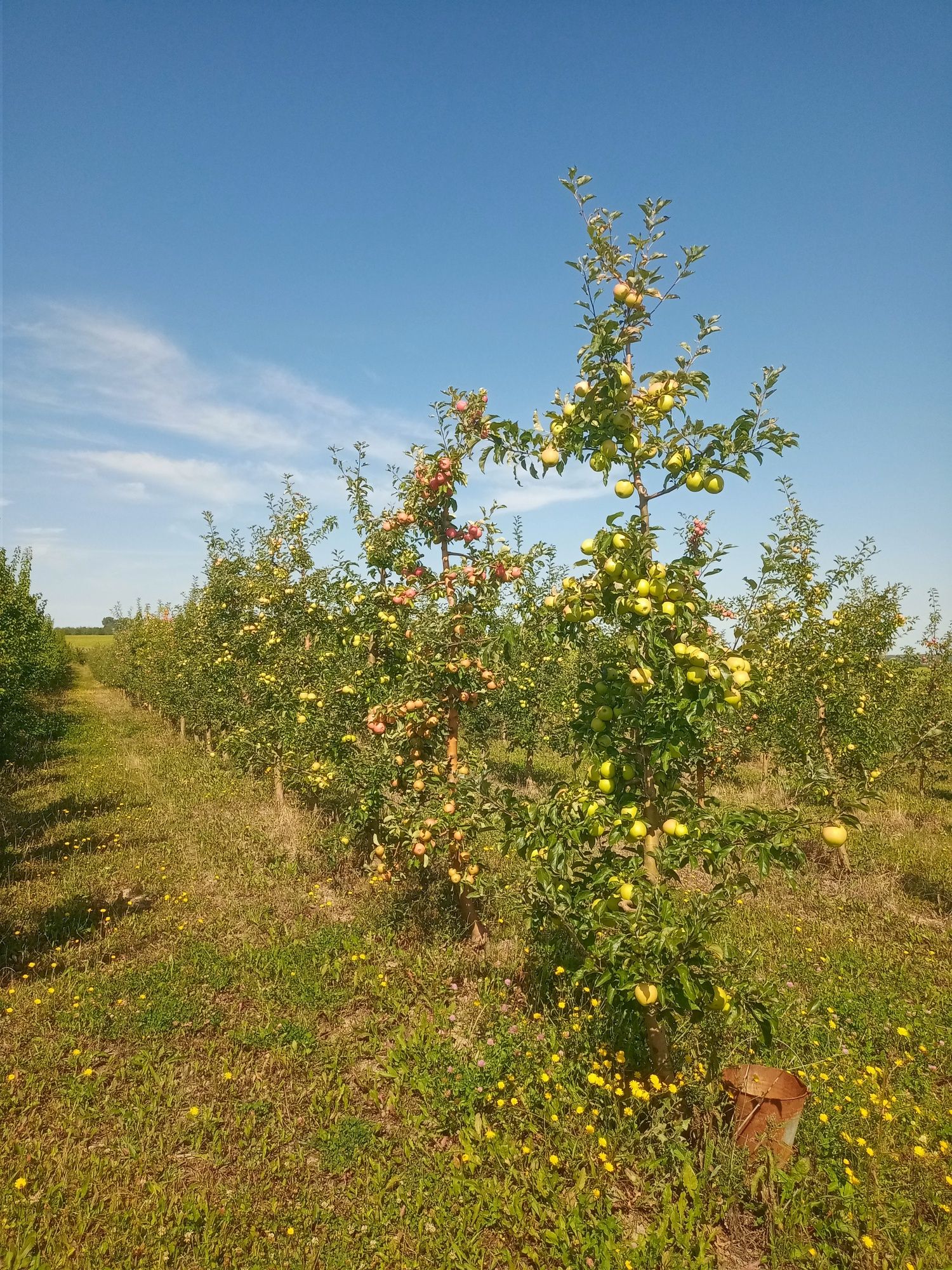 Продам яблука різних сортів.