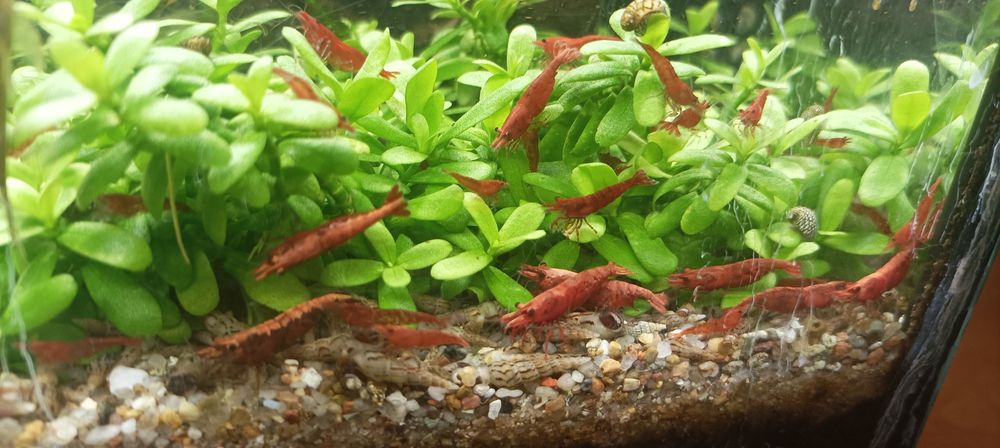 Креветка Сакура (Neocaridina heteropoda var. Sakura)