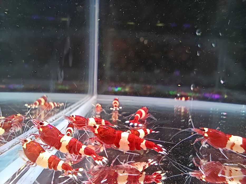 Krewetki Caridina - Taiwan Red Wine