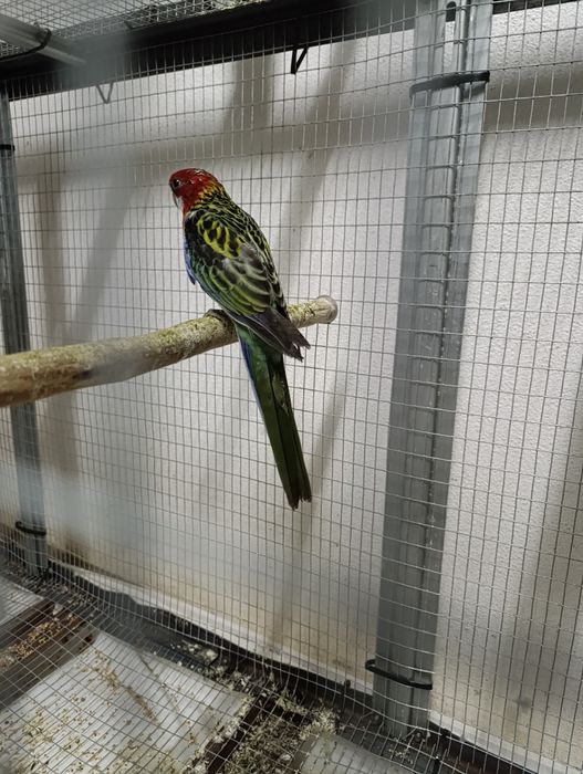 Vendo roselas e ring neck