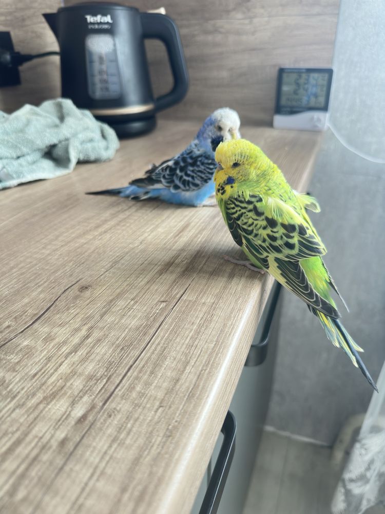 Продам пару выставочных попугаев