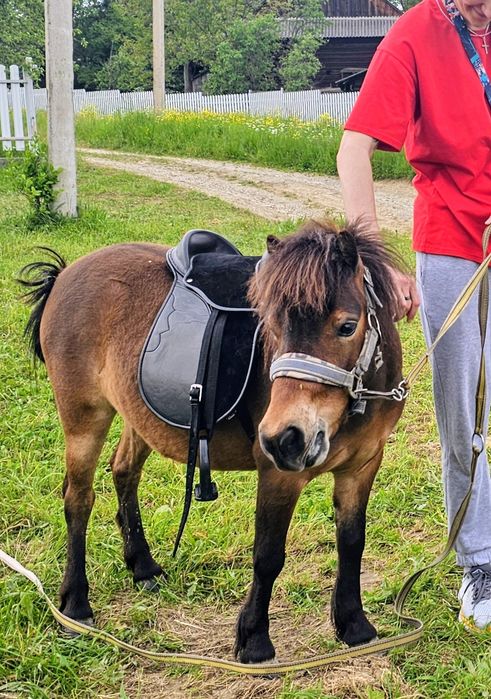 Продається поні Моллі, вік 3,5 року. Носить гарно в сідлі, лагідна.