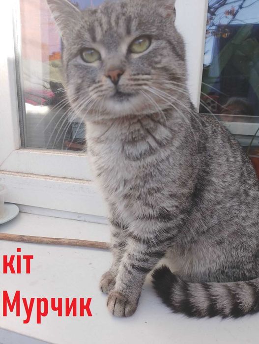 Віддаю котенят в добрі руки