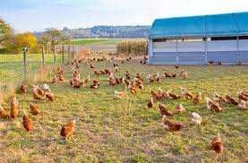 Kury nioski ! Rossa Dominant Sussex Messa Leghorn i inne ! ZAPRASZAM
