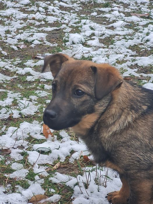 Віддамо в гарні та добрі руки.  5місяців дівчинка залишилась.