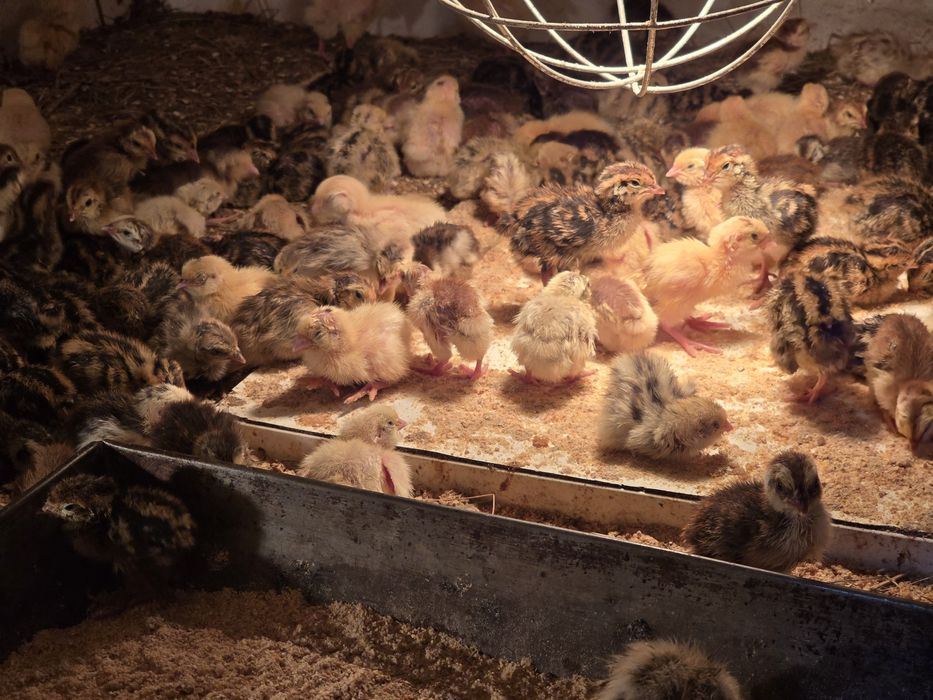 Przepiórki tygodniowe 7 dniowe mandżurska texas faraon brojler celadon