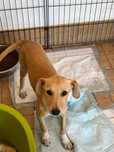 Sininho - Bebé para Adopção