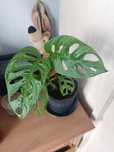 Monstera Monkey Mask
