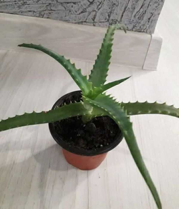 Кімнатна рослина Алое