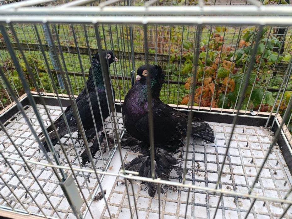 Gołębie wywrotki wschodniopruskie