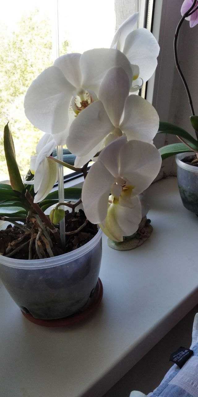 Орхидеи, цветы для души