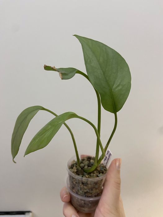 Epipremnum Cebu Blue