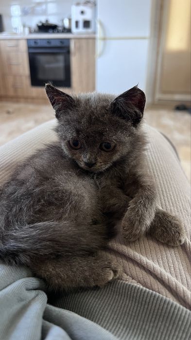 Кошеня котик бринтанка