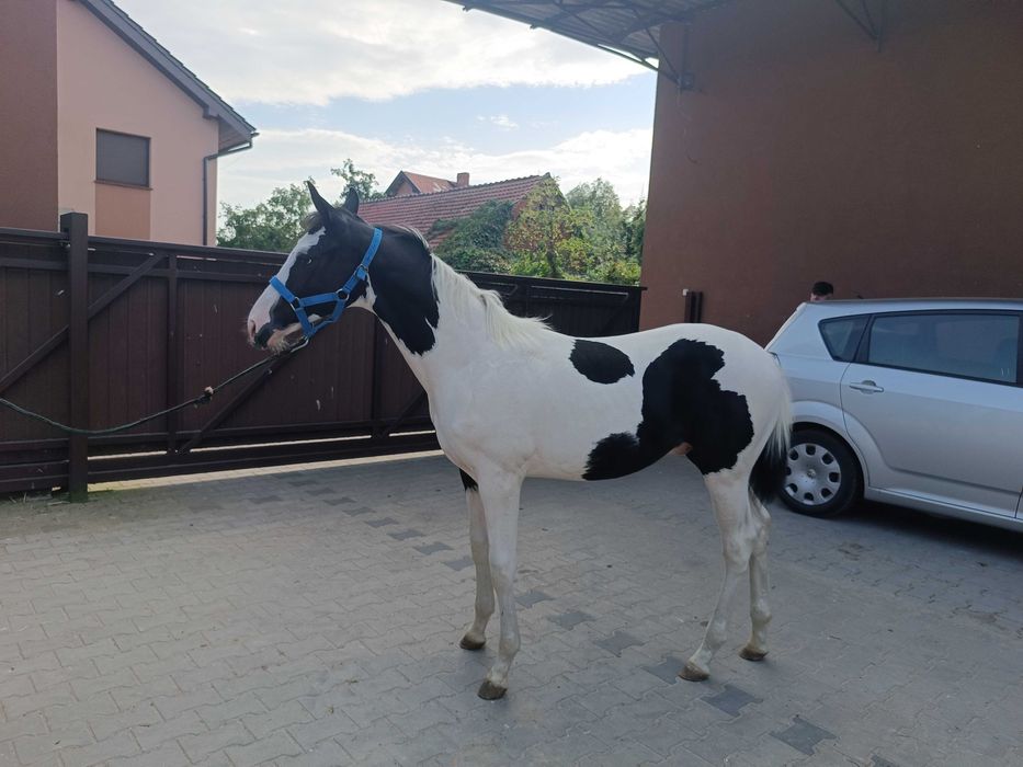 Sprzedam ogierka wielkopolskiego