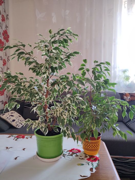 Ładny fikus Beniamin
