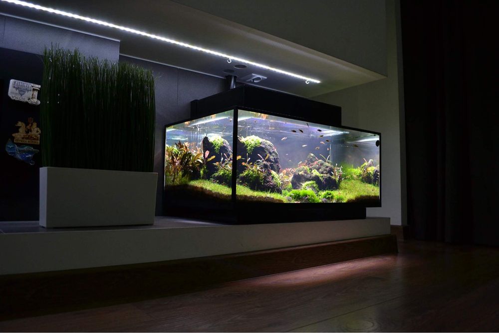 hygropila sunset roslina do akwarium na 3 plan