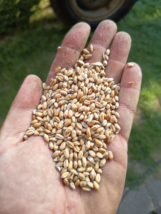 Sprzedam zboże Pszenica Owies