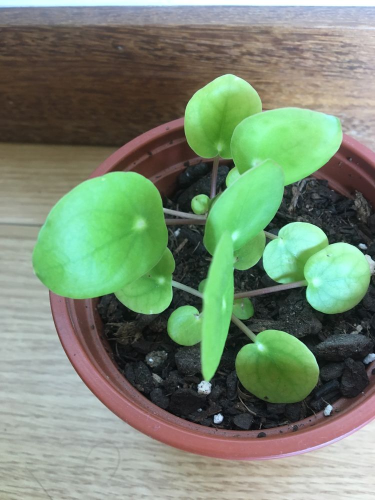 Planta Pilea Peperomioides / folhas redondas