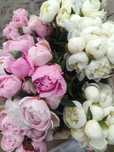 Peonie, piwonie kwiat cięty, hurt-detal